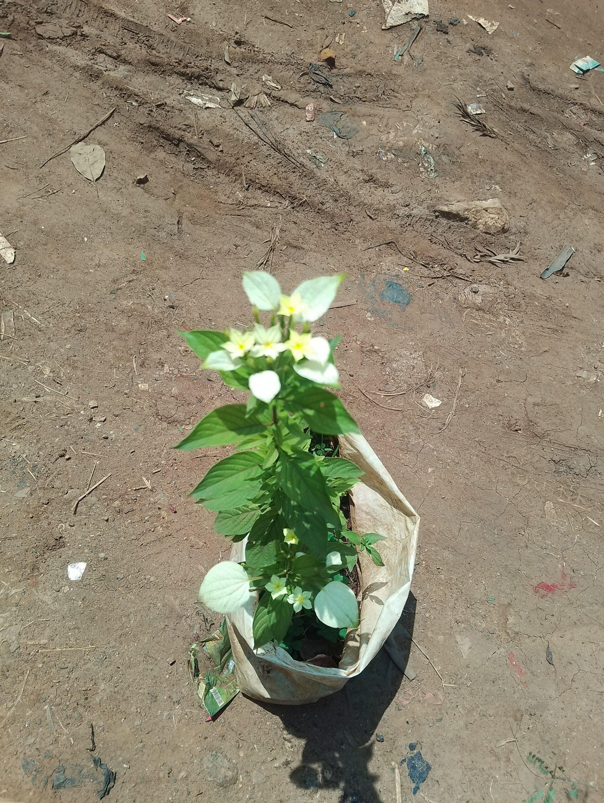Flowers
