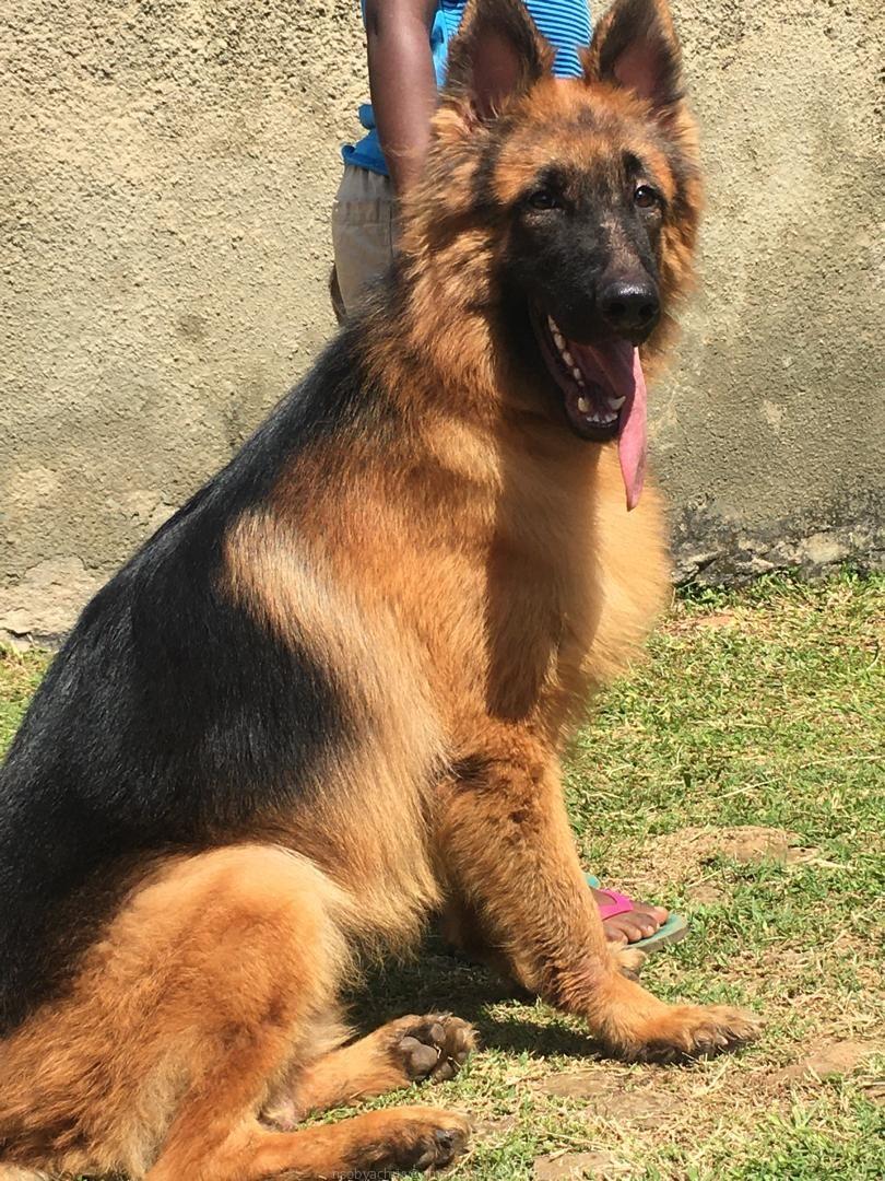 Male German shepherd