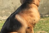 Male German shepherd