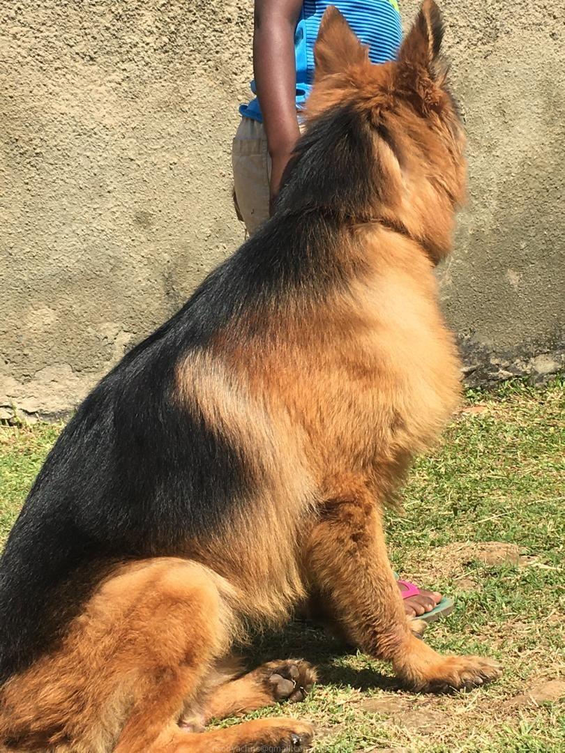 Male German shepherd