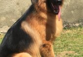 Male German shepherd
