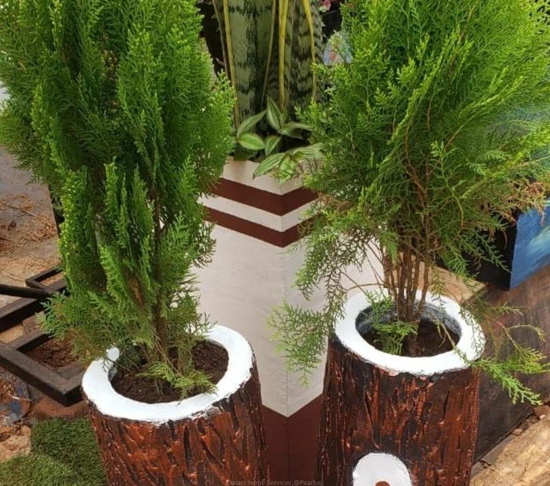 Potted natural flowers