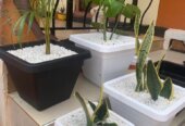 Potted natural flowers