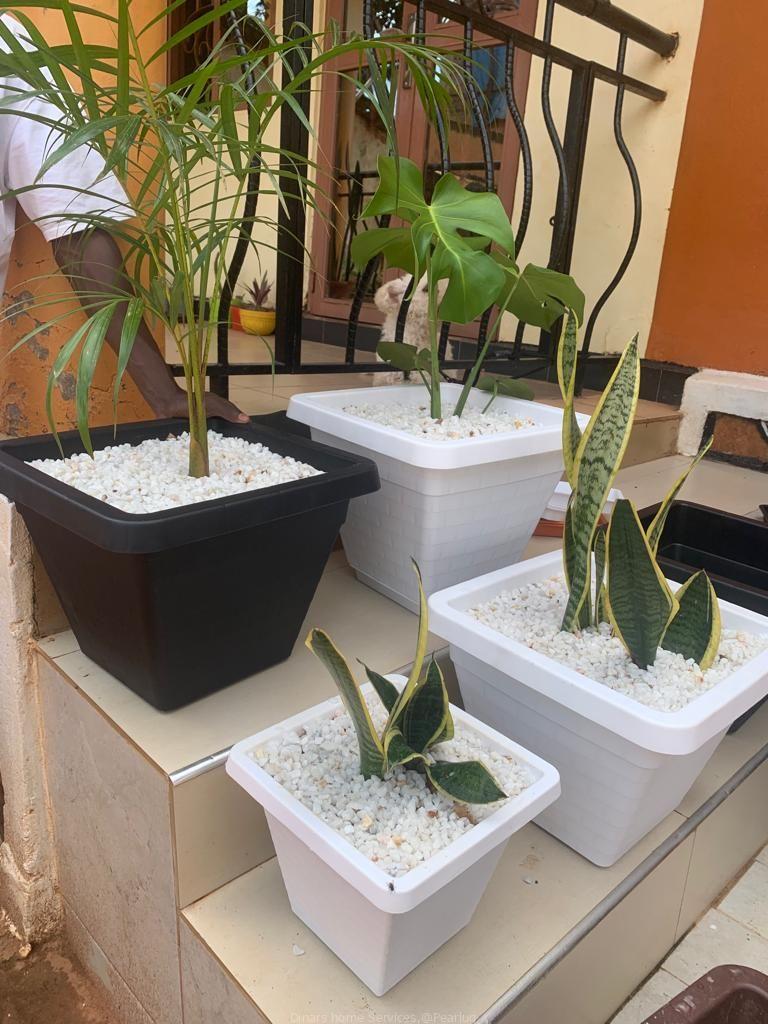 Potted natural flowers