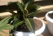 Potted natural flowers