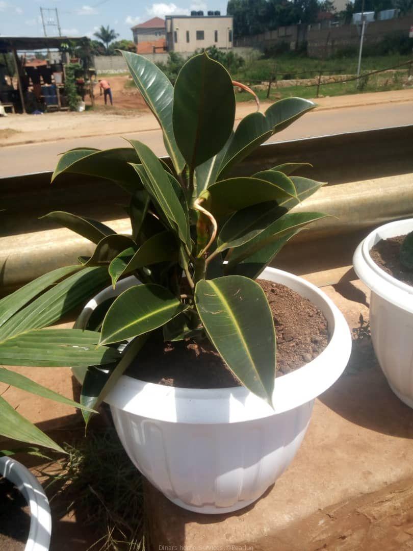Potted natural flowers