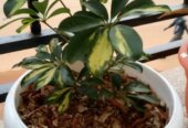 Potted natural flowers