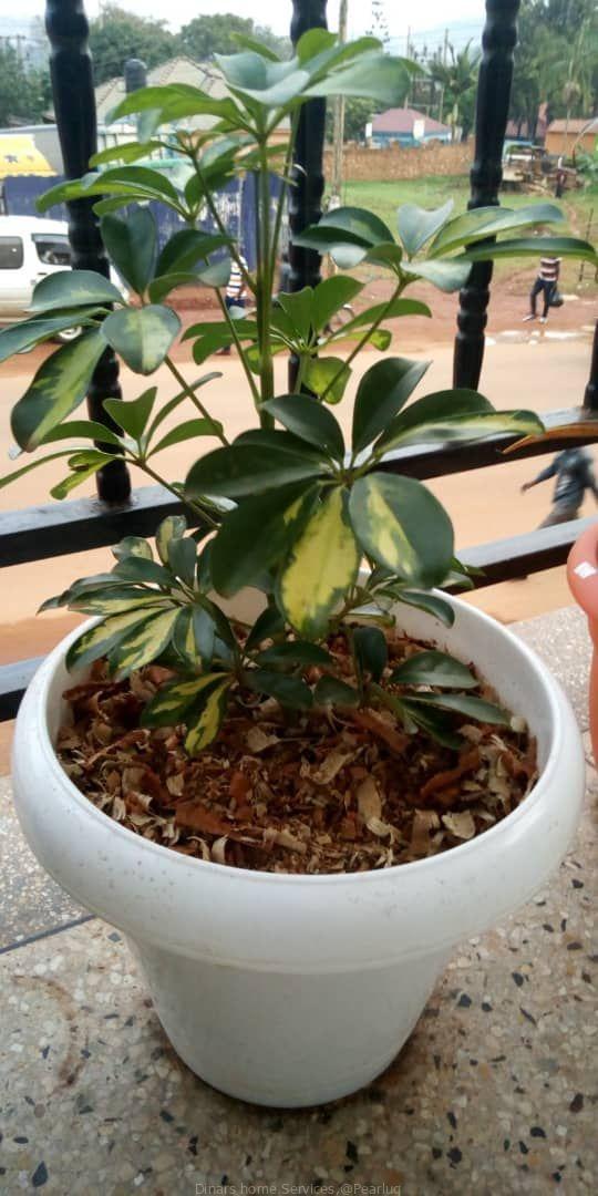 Potted natural flowers