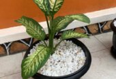 Potted natural flowers