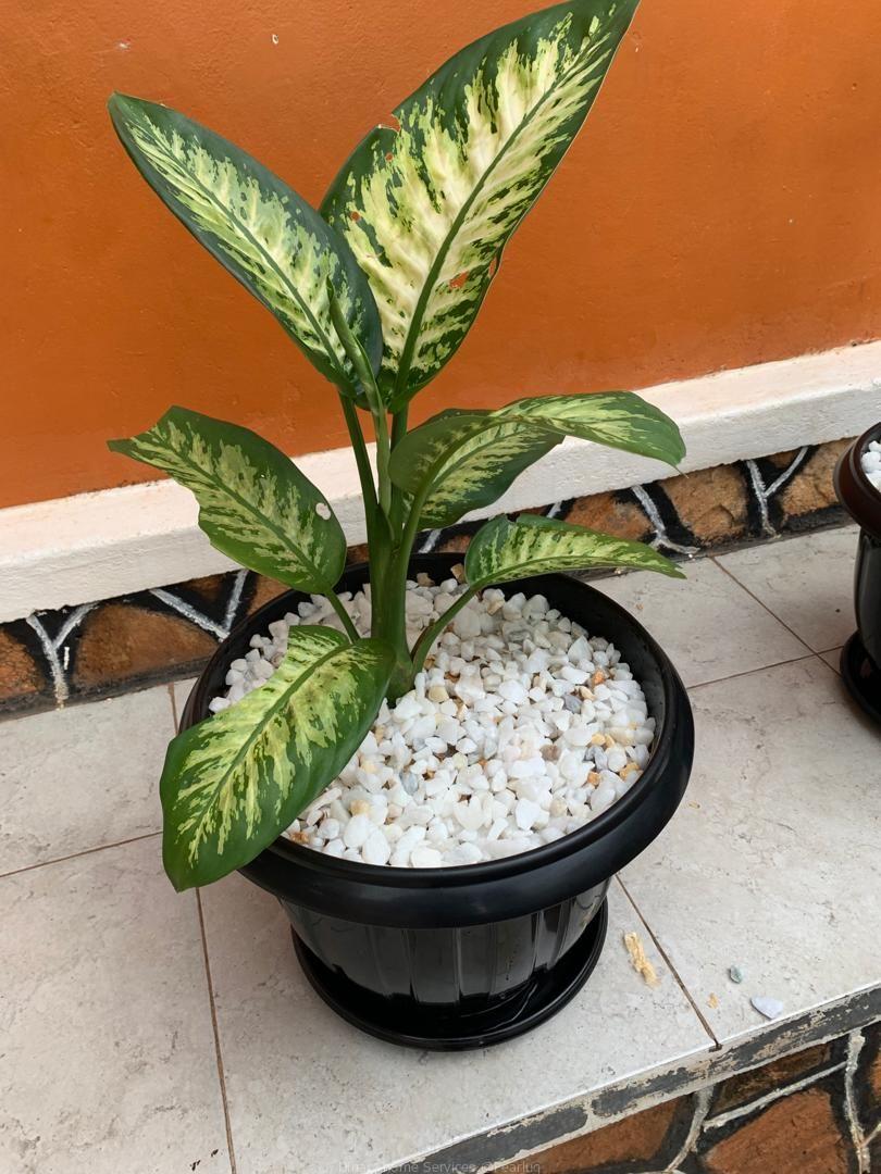Potted natural flowers