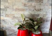 Unique Flower pots