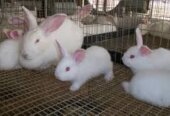 Rabbit and rabbits meat bweyogerere