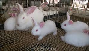 Rabbit and rabbits meat bweyogerere