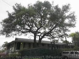 texastreeexpert8