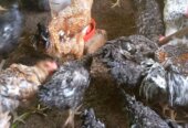 Chicken