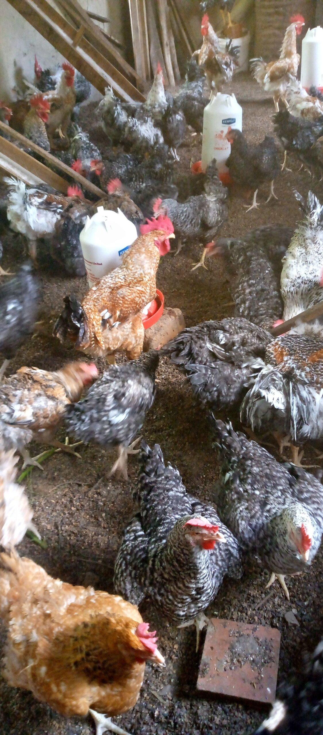 Chicken