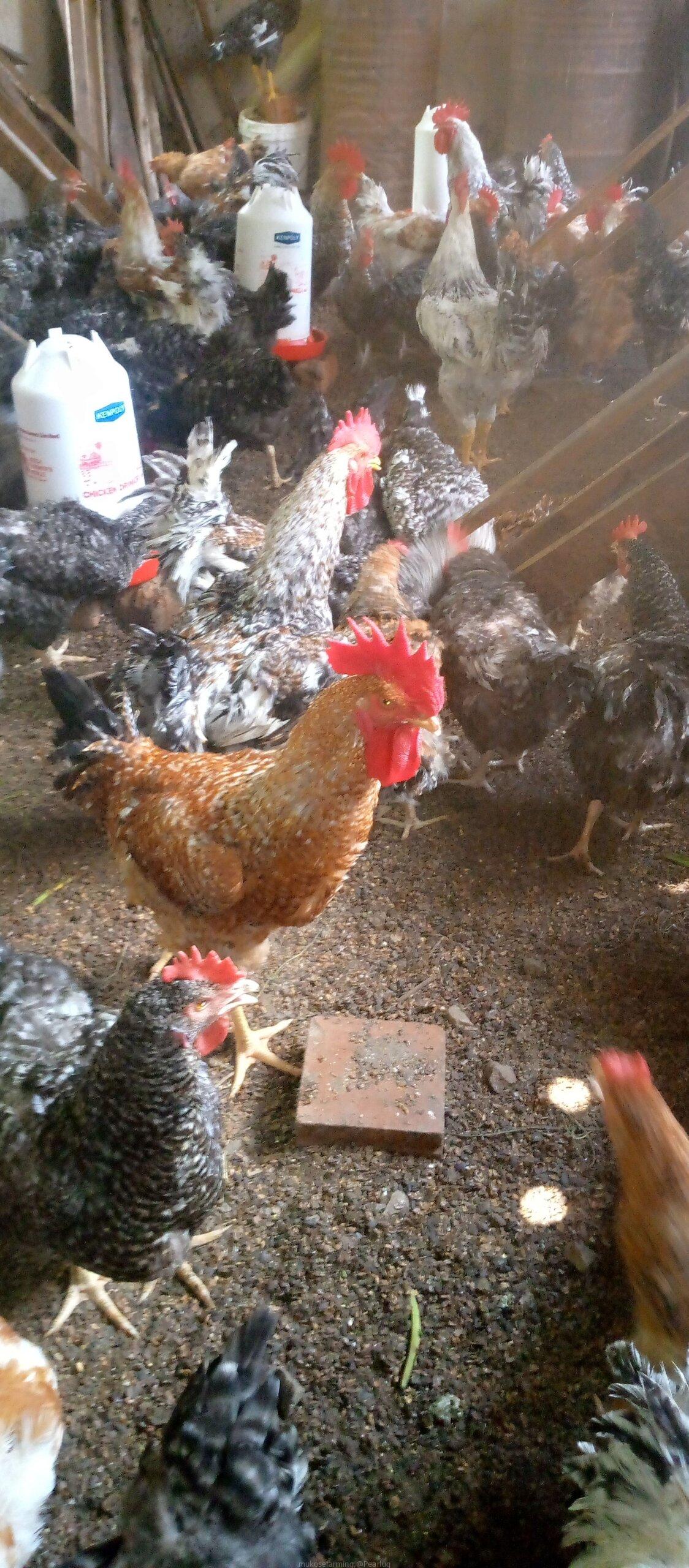 Chicken