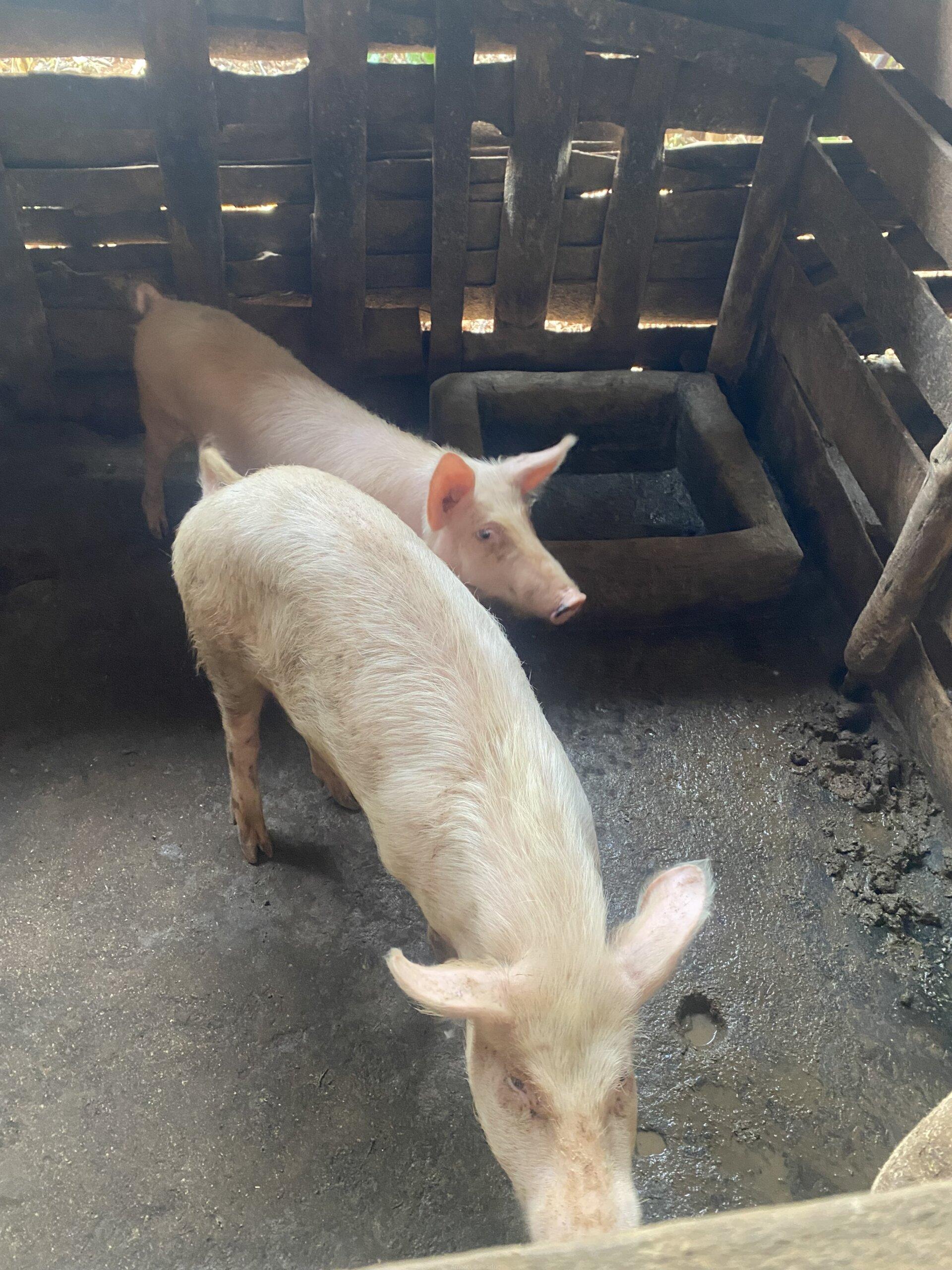 Pigs