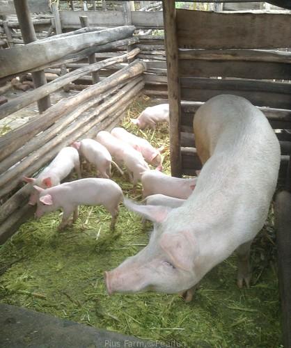 Pigs & Piglets