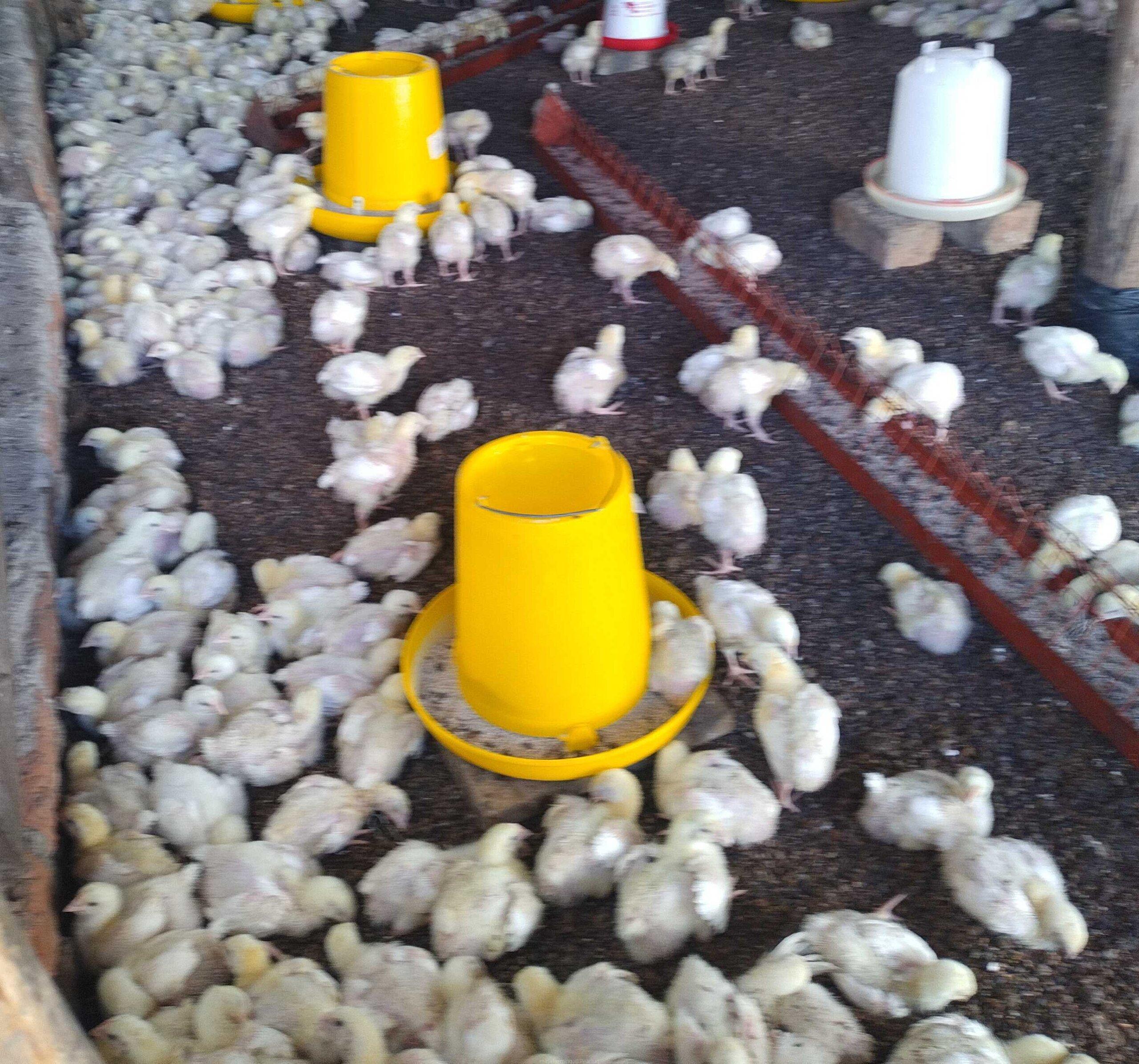 Chicks Available