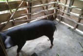 Piggery