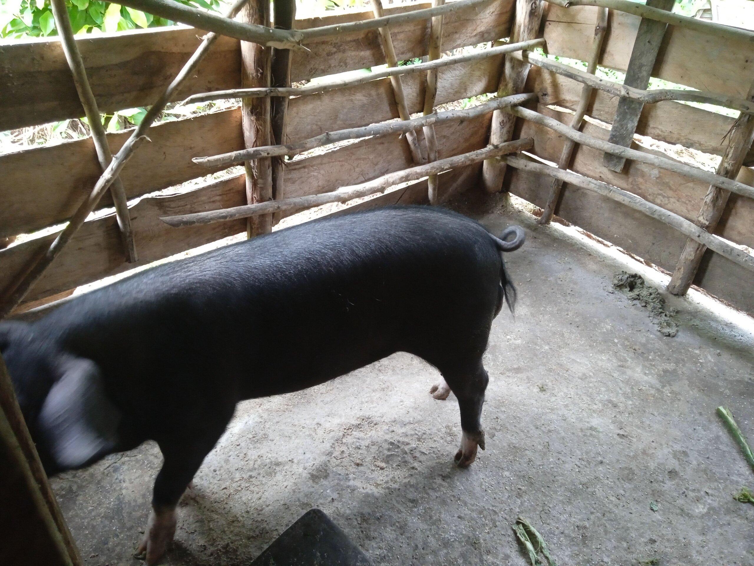 Piggery