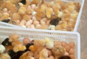 Chicks