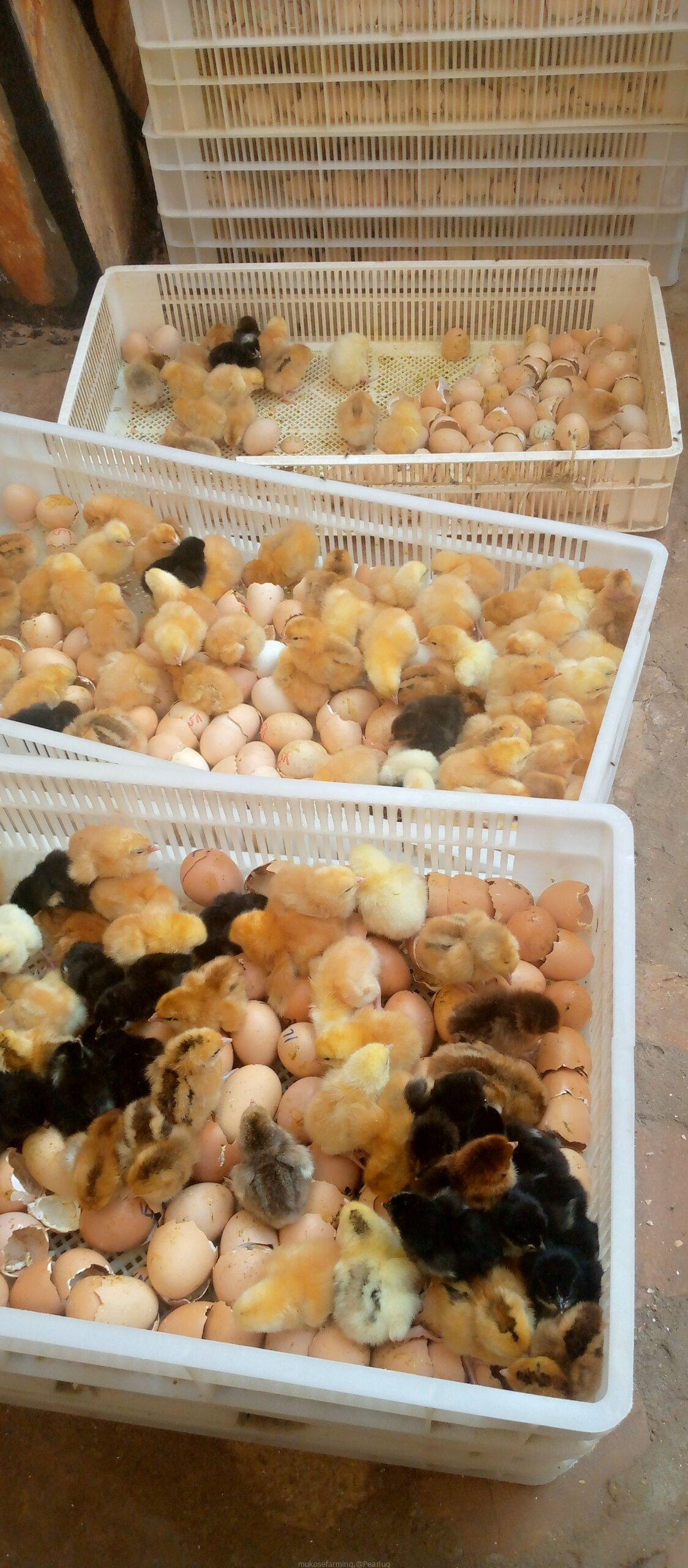Chicks