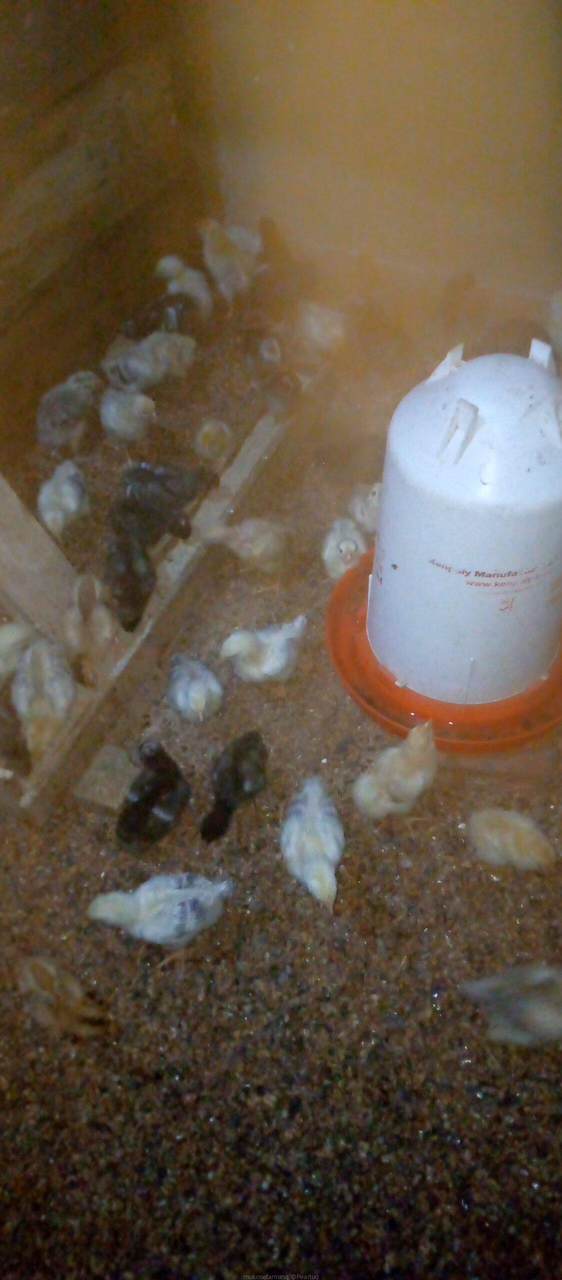 Chicks 1day