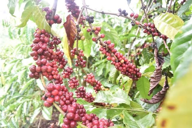 Coffee