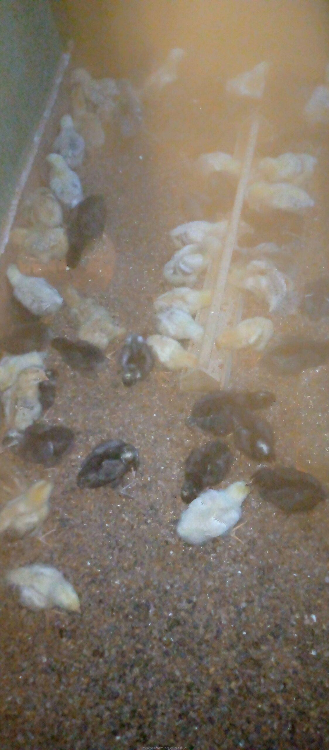 Chicks 1day