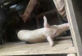 Pigs