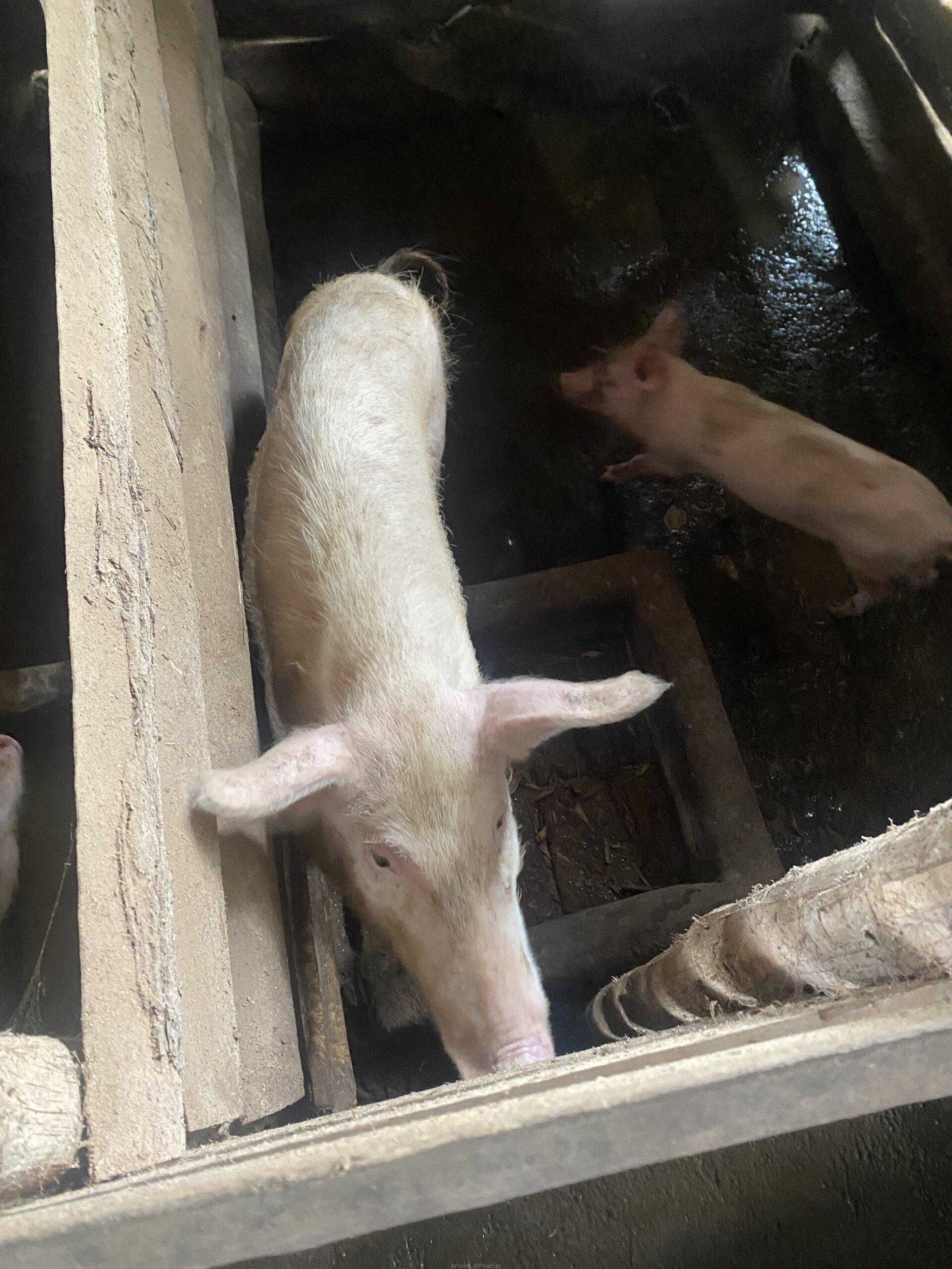 Pigs