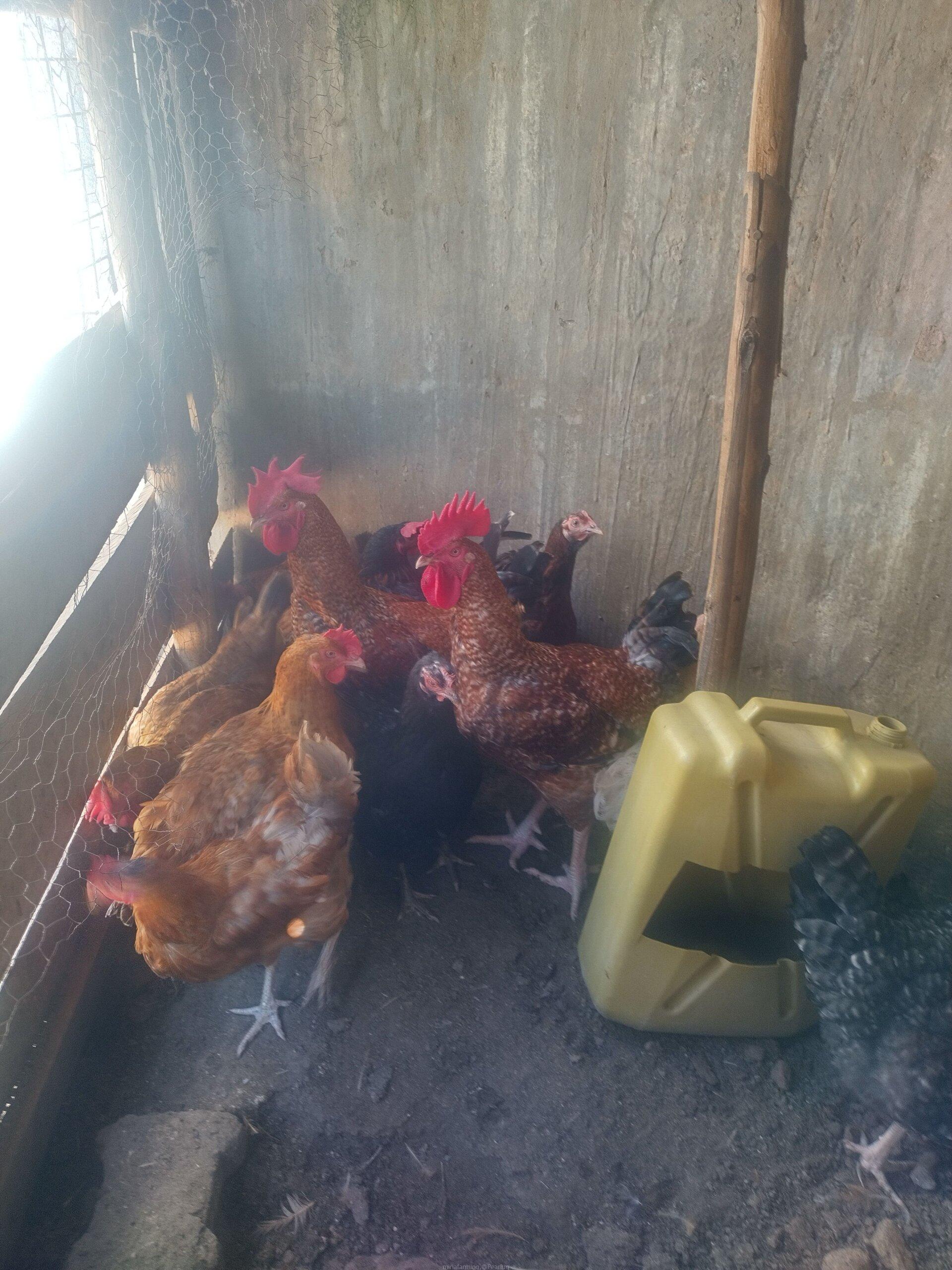 Local chicken
