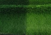 SPORTS FACILITY TURF