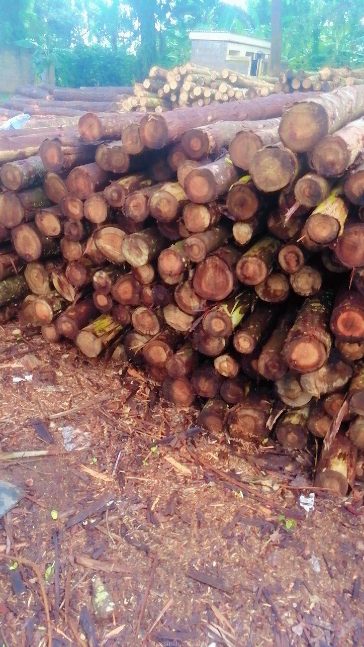 Timbers and trees