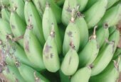 Food production