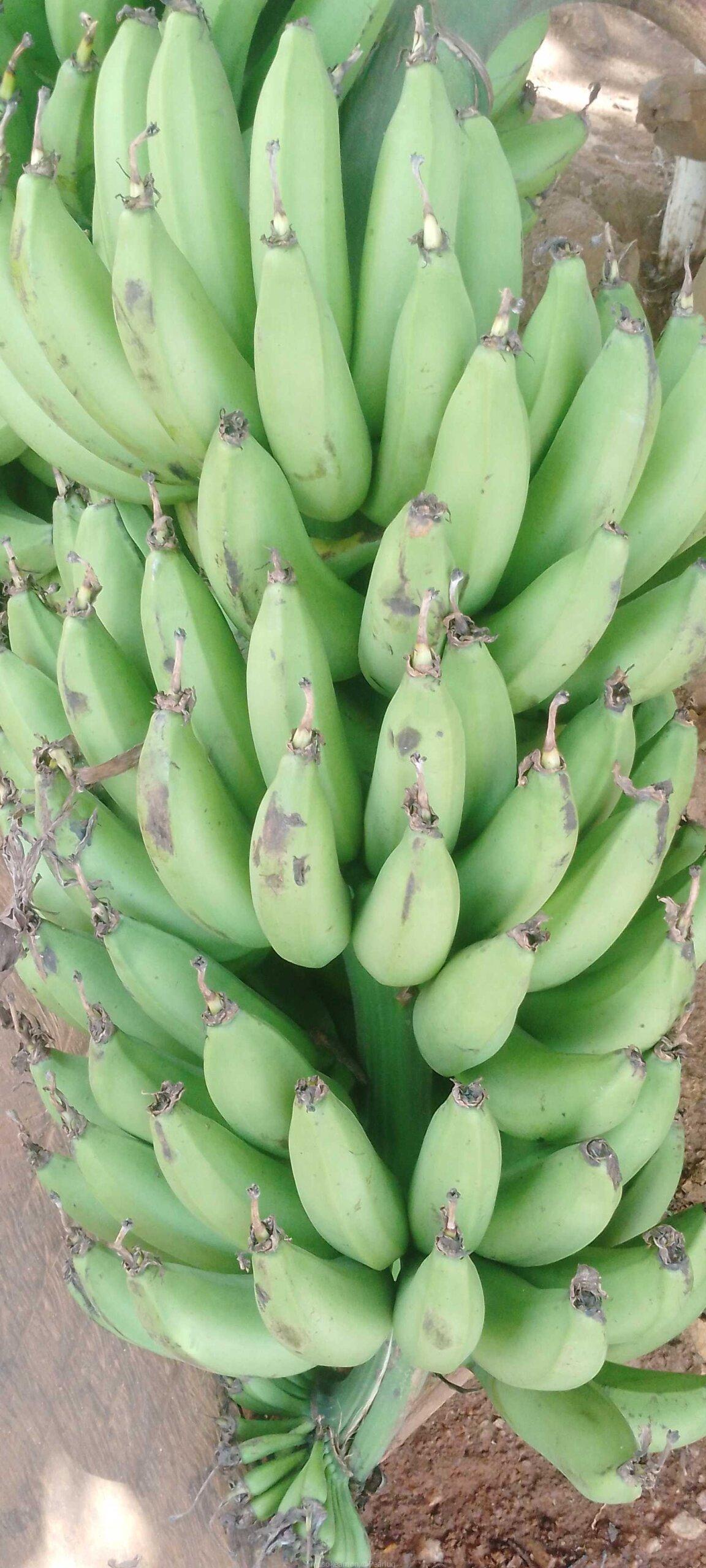 Food production