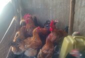 Local chicken