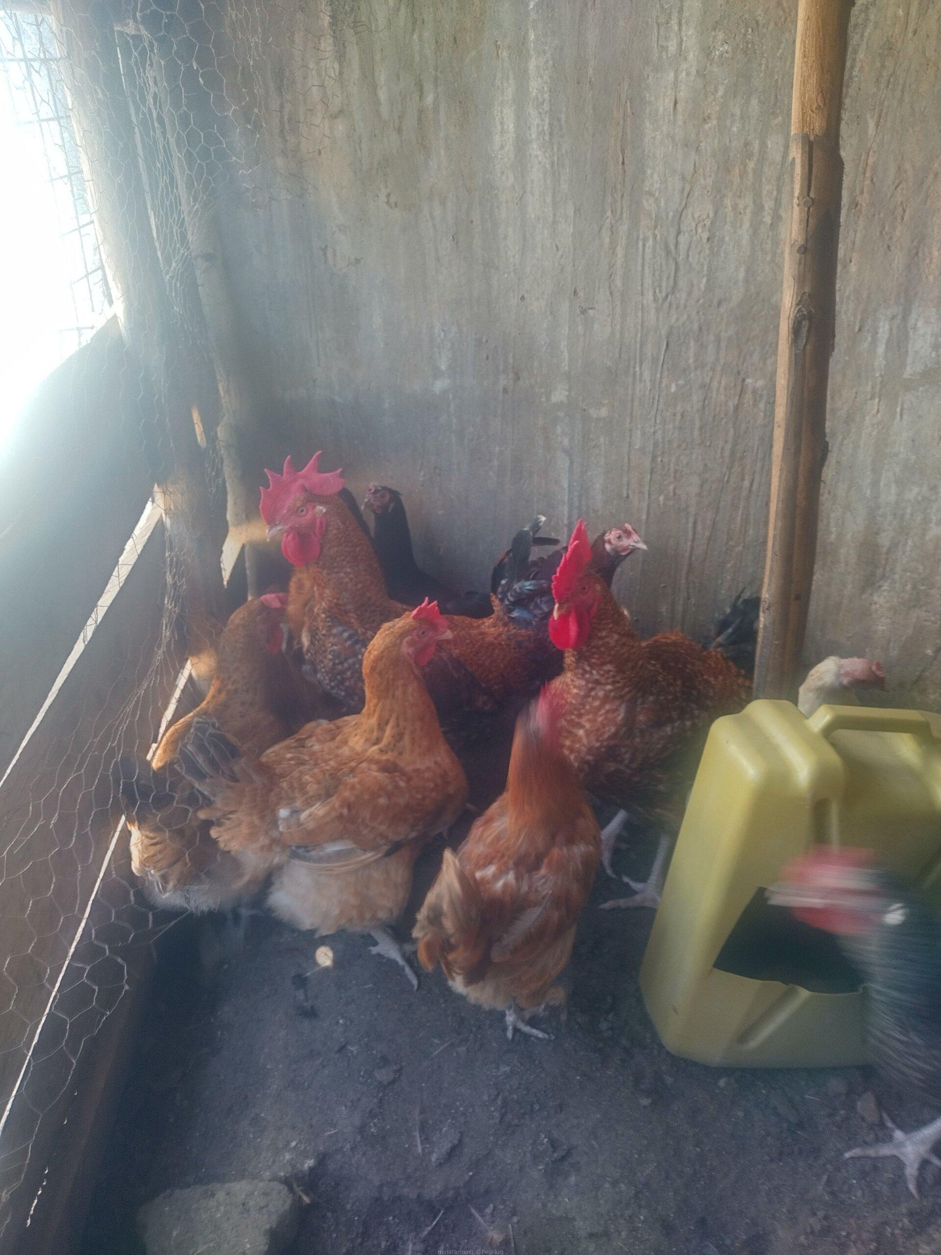 Local chicken
