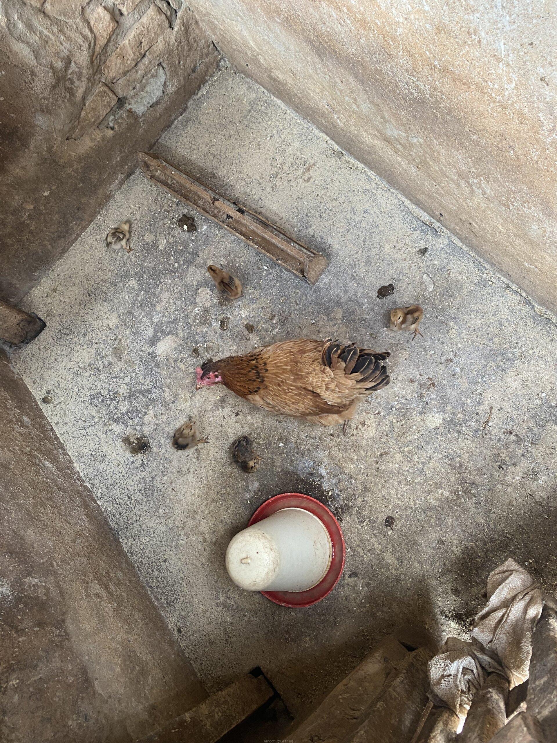 Hens