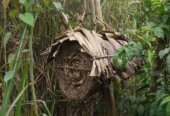 Bee keeping