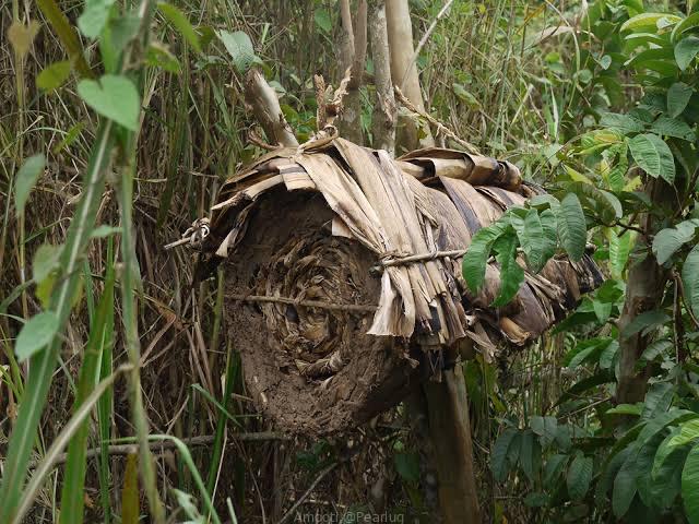 Bee keeping