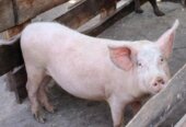 Pigs & Piglets