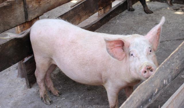Pigs & Piglets