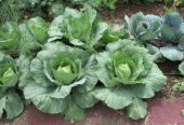 Cabbages