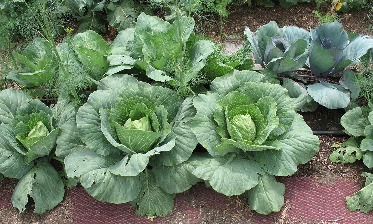 Cabbages