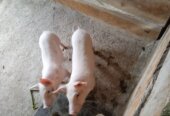 Piggery