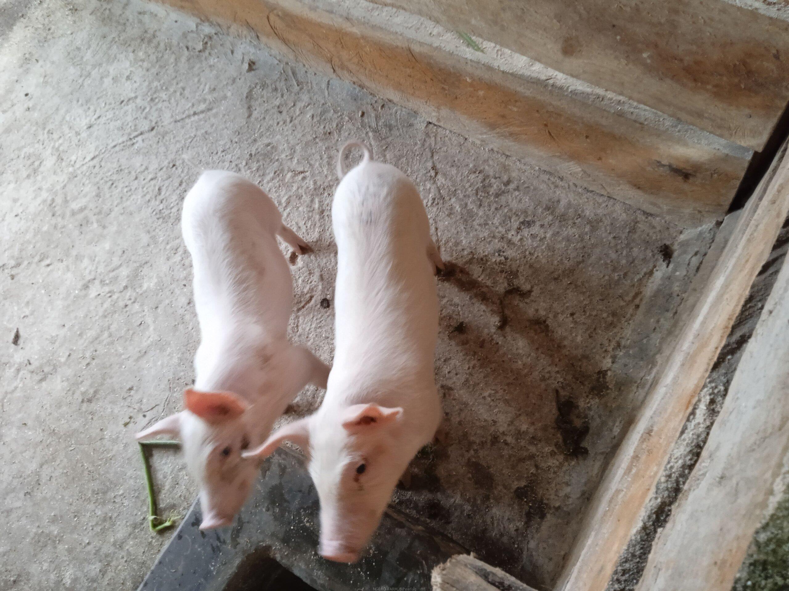 Piggery
