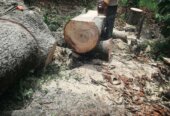 Timbers and trees